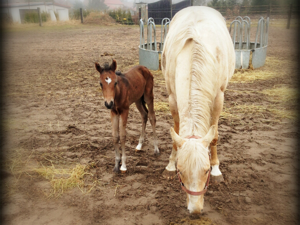 Tolle Neuigkeiten: Wer auf der MQ Ranch in diesem Sommer seinen Reiturlaub in Deutschland zum Westernreiten verbringt, kann sich unseren Neuzugang, MQ April Rain, ein wunderschönes American Quarterhorse Stutfohlen anschauen! Niedlich! Findet Mama Lady Rose auch... MQ April Rain