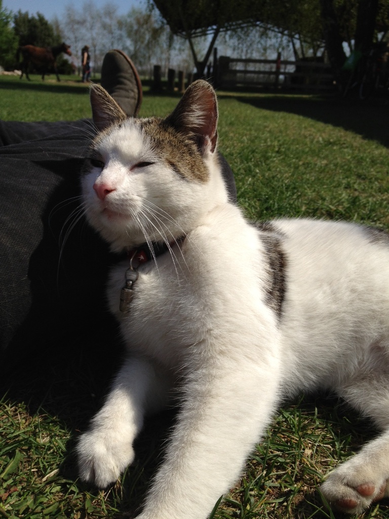 Eine MQ Ranch Katze macht es vor: bei uns kann man nicht nur seinen Reiturlaub mit Westernreiten verbringen, sondern auch einfach die Sonne über Brandenburg genießen. Ruhe kehrt ein