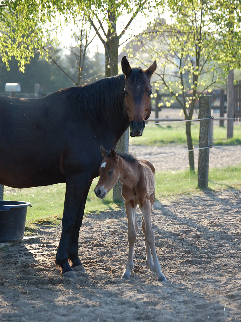 Das MQ Ranch Quarter Horse Hengst Fohlen MQ Mini Major, der bestimmt auch Ihr Liebling wird, wenn Sie Ihren Reiturlaub für Erwachsene bei uns in Deutschland, im wunderschönen BRandenbuirger Dorf Falkenthal nördlich von Berlin verbringen! MQ MINI MAJOR