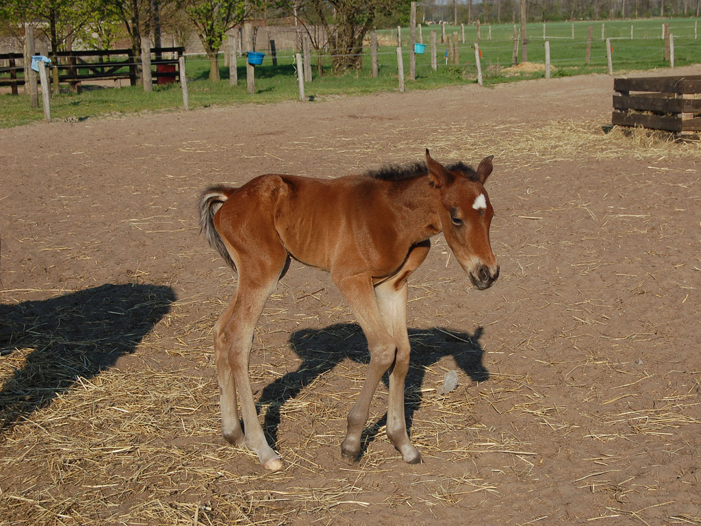 Das süße Quarterhorse Fohlen MQ Mini Major auf der MQ Ranch, erst wenige Stunden alt MQ MINI MAJOR