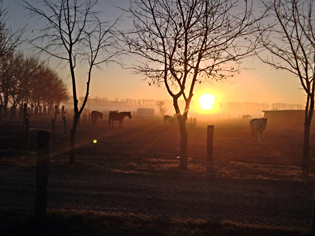 Wunderschöner Sonnenaufgang auf der MQ Ranch in Berlin / Brandenburg: So schön kann ein Reiturlaub für Erwachsene in Deutschland sein! Buchen Sie Ihre Reiterferien mit Westernreiten am besten noch heute! Fohlen MQ Morgan Earp