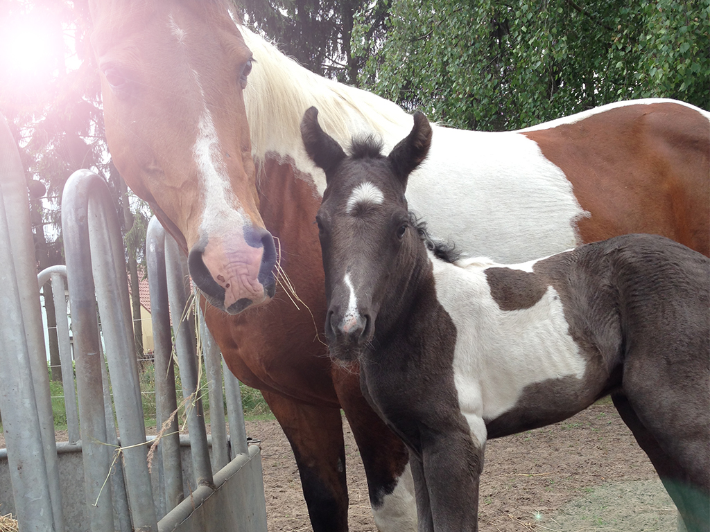 Die MQ Ranch hat einen neuen, kerngesunden Bewohner: MQ Virgil Earp, ein echtes American Quarter Horse (Paint Horse), Geburtsort: Falkenthal, Brandenburg, Deutschland! mqvirgil