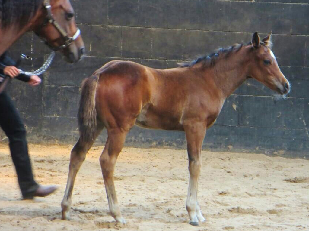 Western-Sieger bei der Arbeit: MQ Mini Pearl, Gewinner der Pferdeschau in Berlin/ Brandenburg für unsere MQ Ranch! Sieger bei der Arbeit MQ Mini Pearl unser Gewinner der Pferdeschau